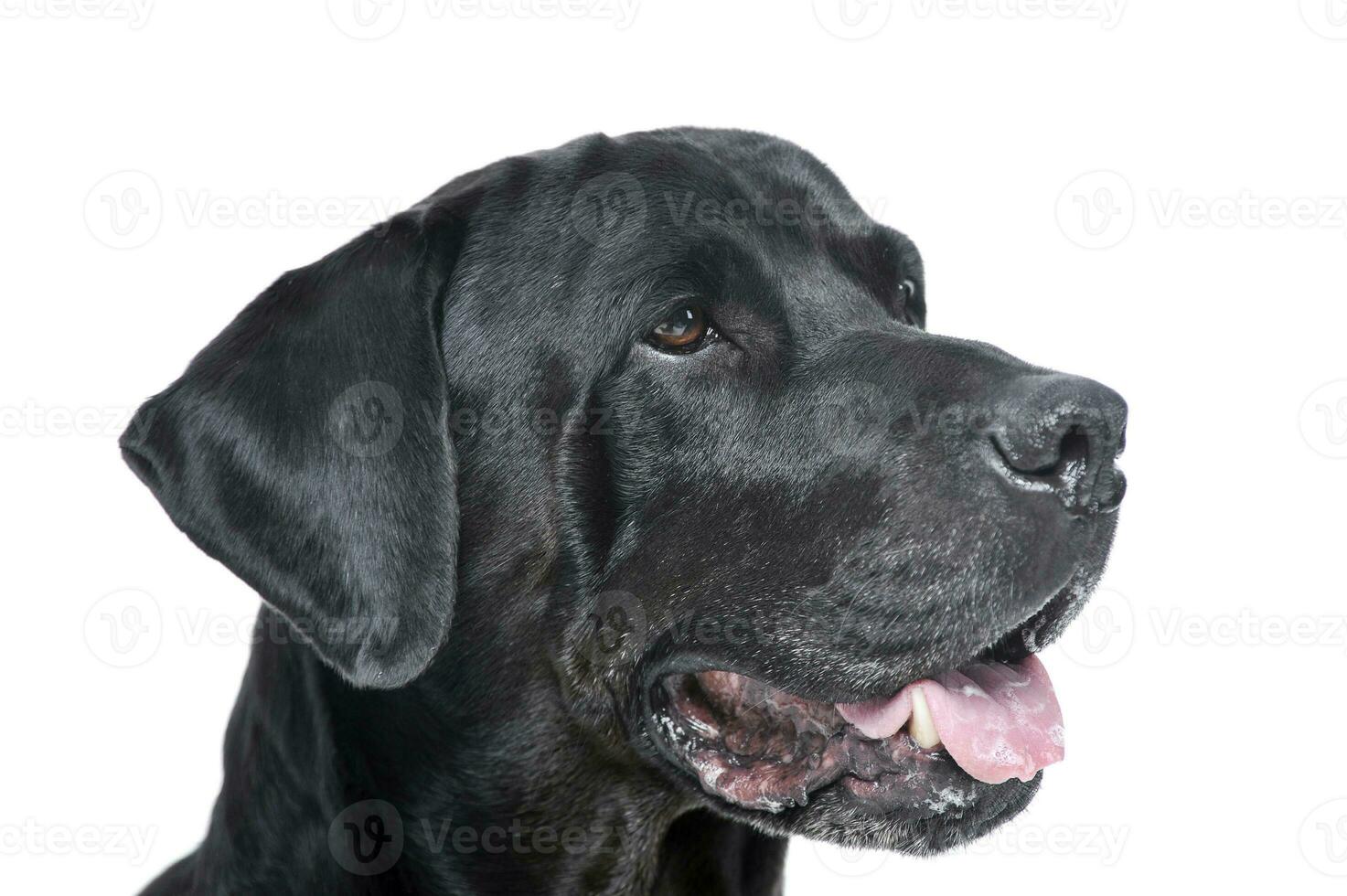 Portrait of an adorable Labrador retriever looking curiously - isolated on white background photo