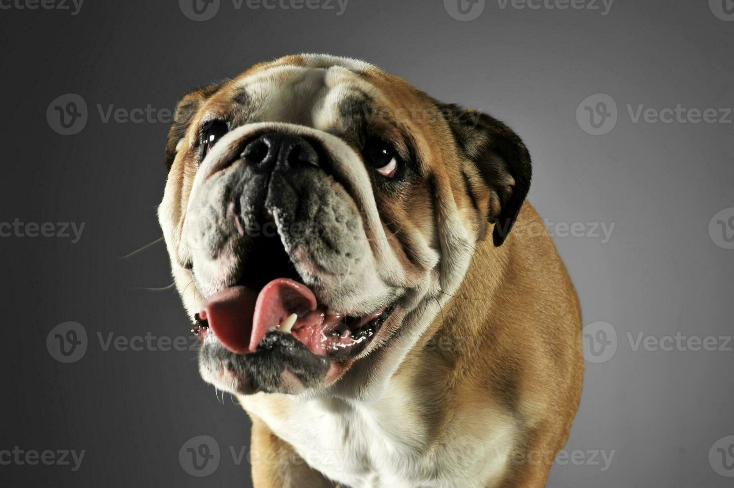 Bulldog portrait in a gray photo studio