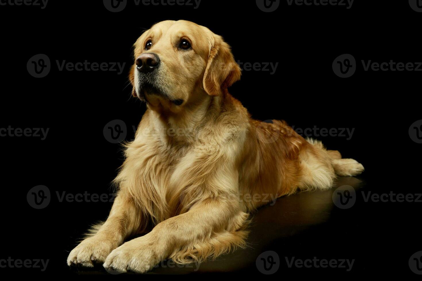 Studio shot of a lovely Golden retriever photo