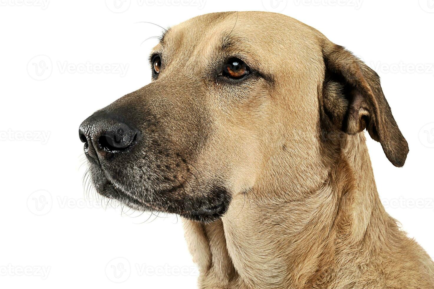 mixed breed brown dog portrait in white studio photo