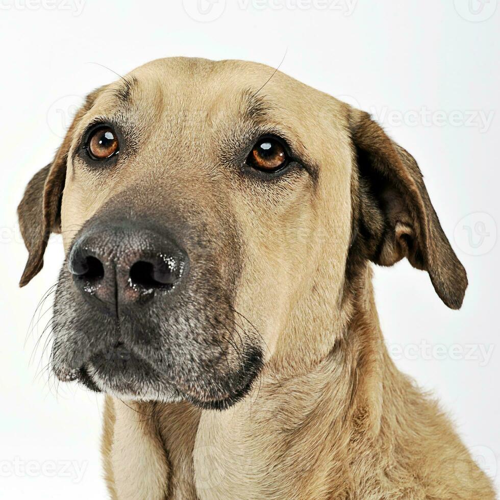 mixed breed  brown dog portrait in a white backgound studio photo