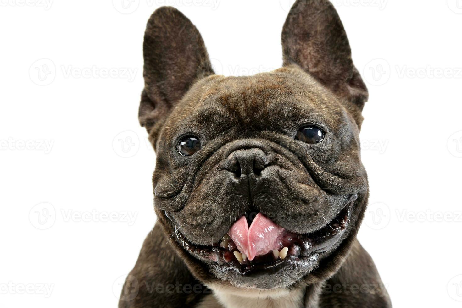 Portrait of an adorable French bulldog photo