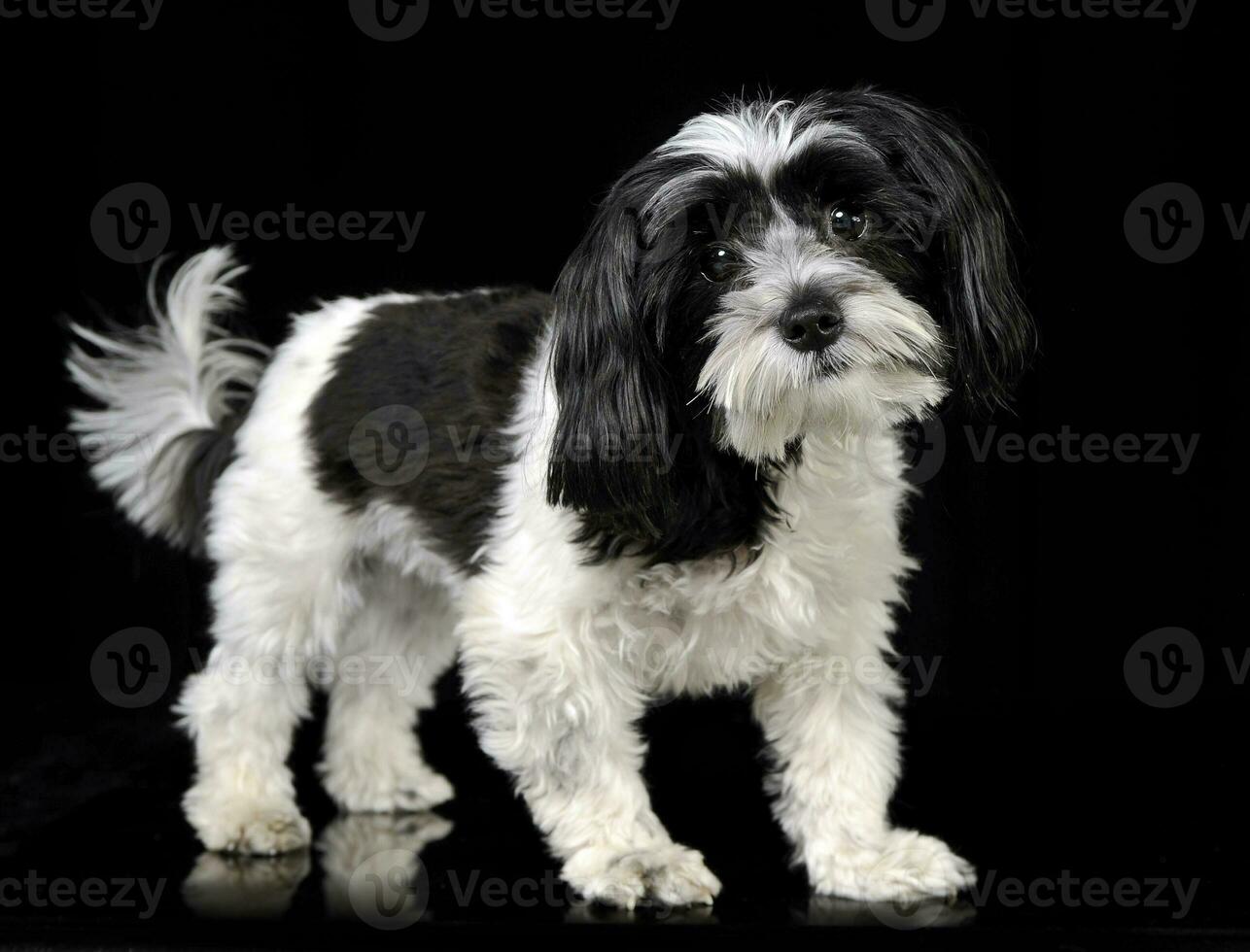 black and white havanese standing in a black studio photo