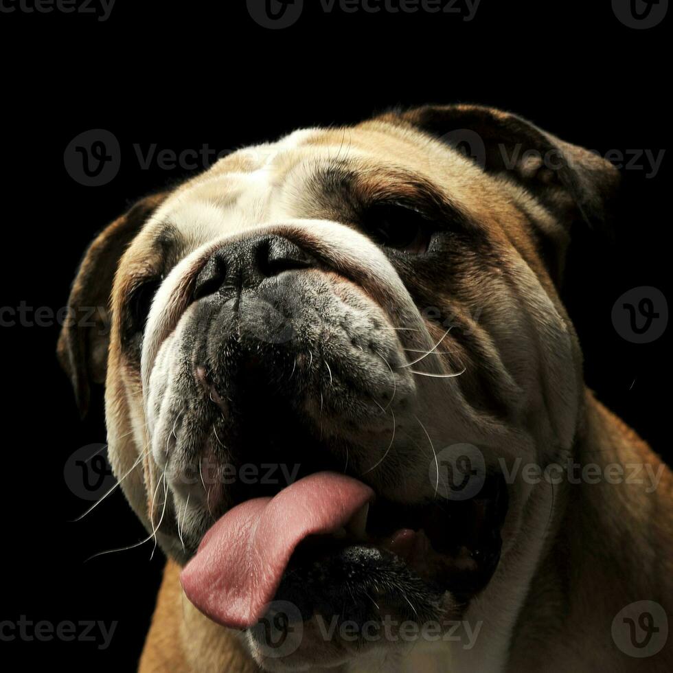 open mouse bulldog portrait in black photo studio