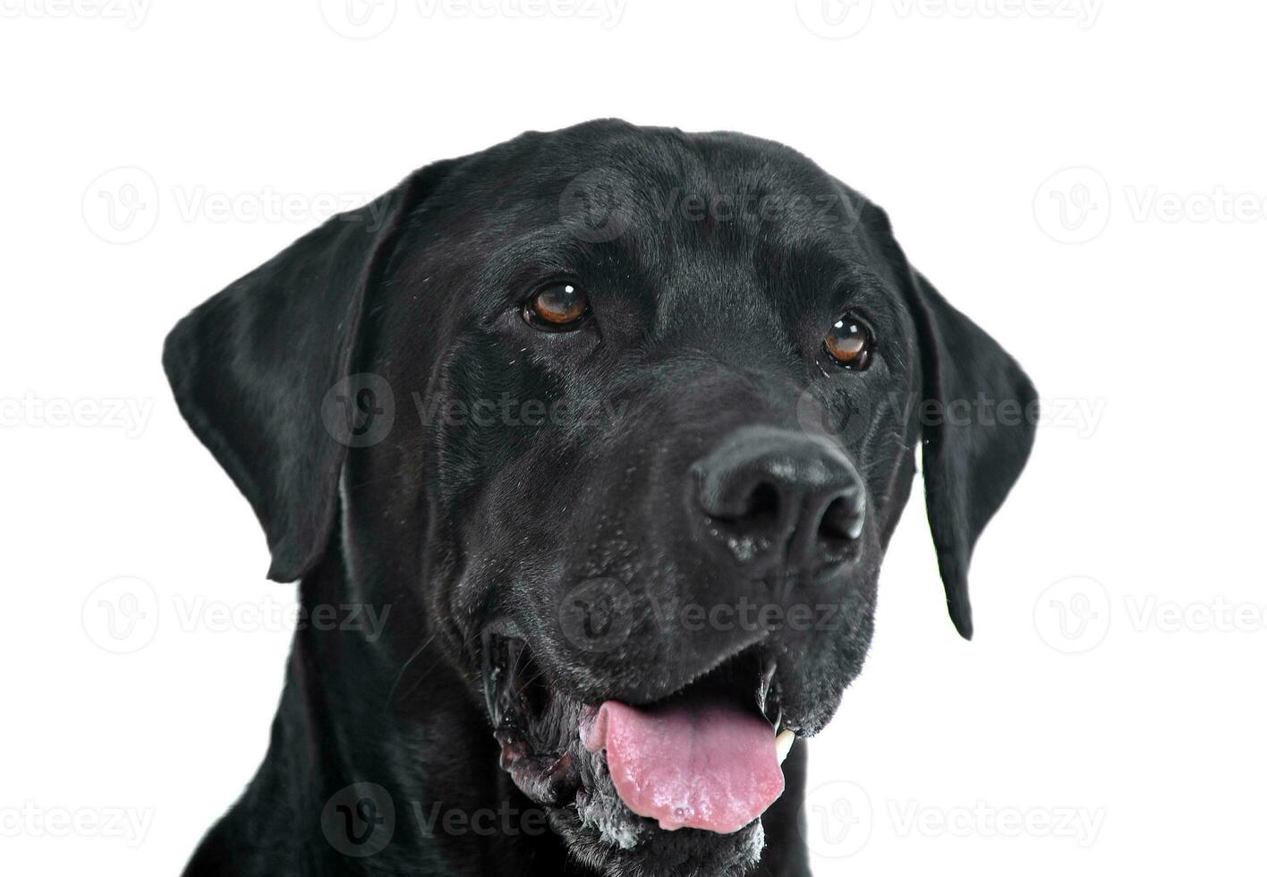 Labrador perdiguero retrato en blanco estudio foto