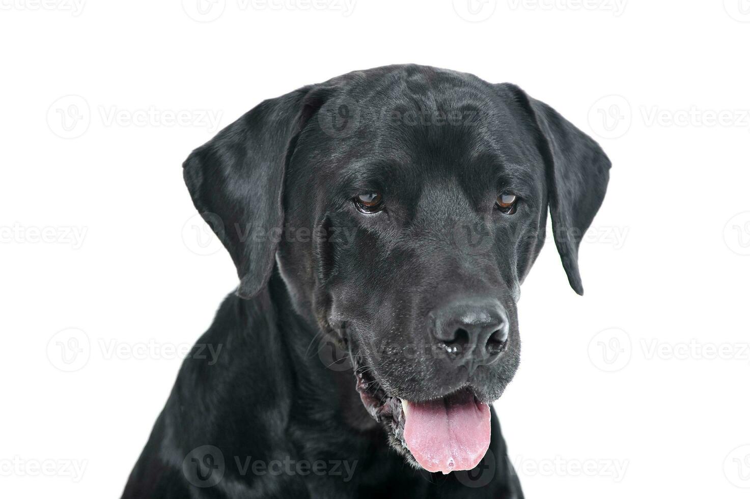 Portrait of an adorable Labrador retriever looking satisfied - isolated on white background photo