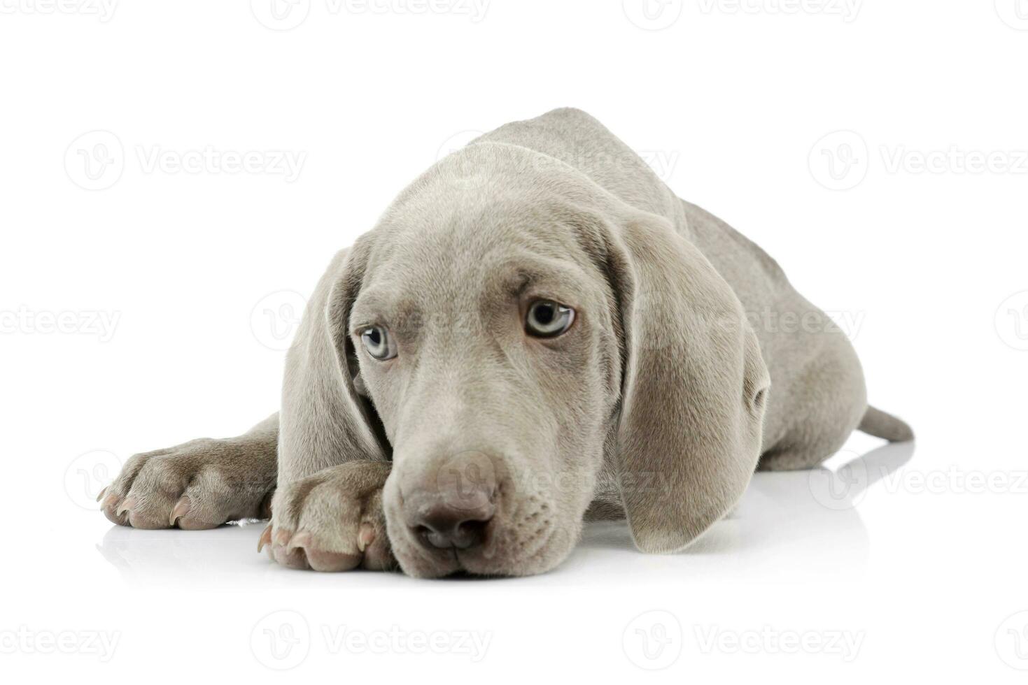 Studio shot of a beautiful Weimaraner puppy photo