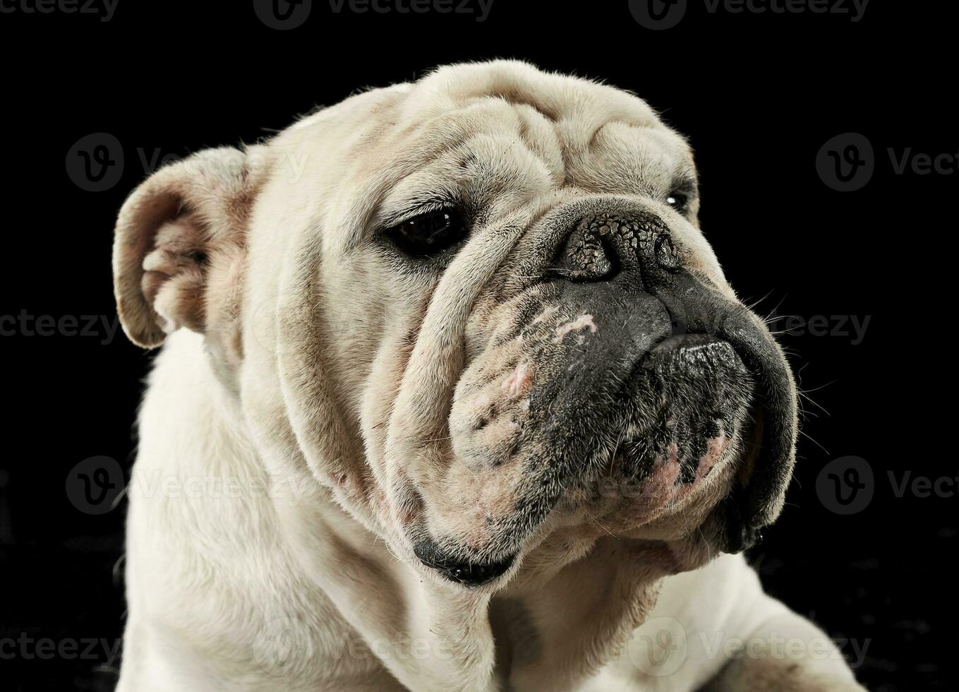 boxer portrait in a dark hoto studio photo