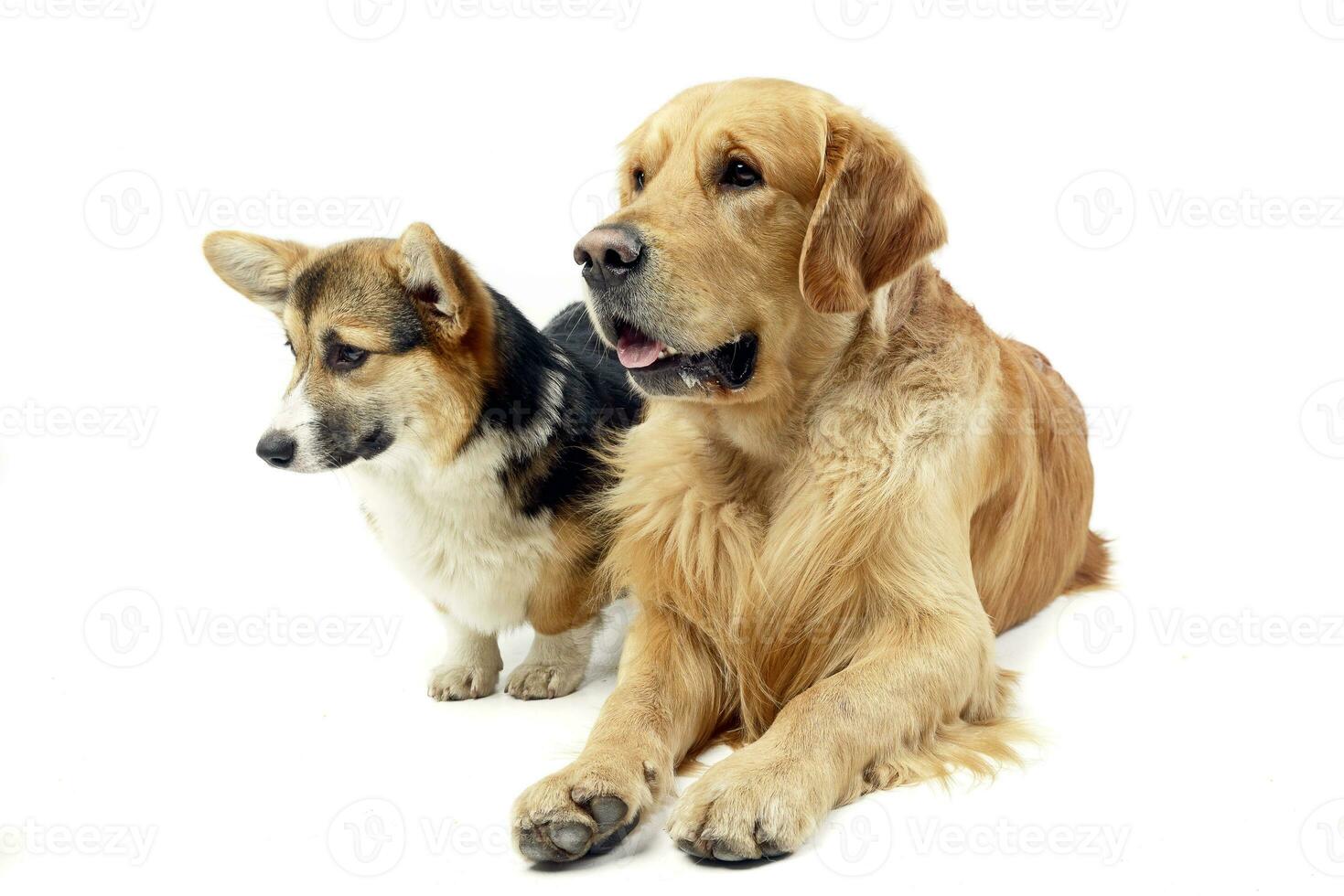 Studio shot of an adorable Corgie and a Golden retriever photo