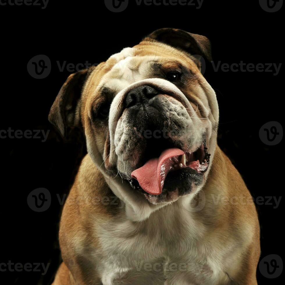 open mouse bulldog portrait in black photo studio