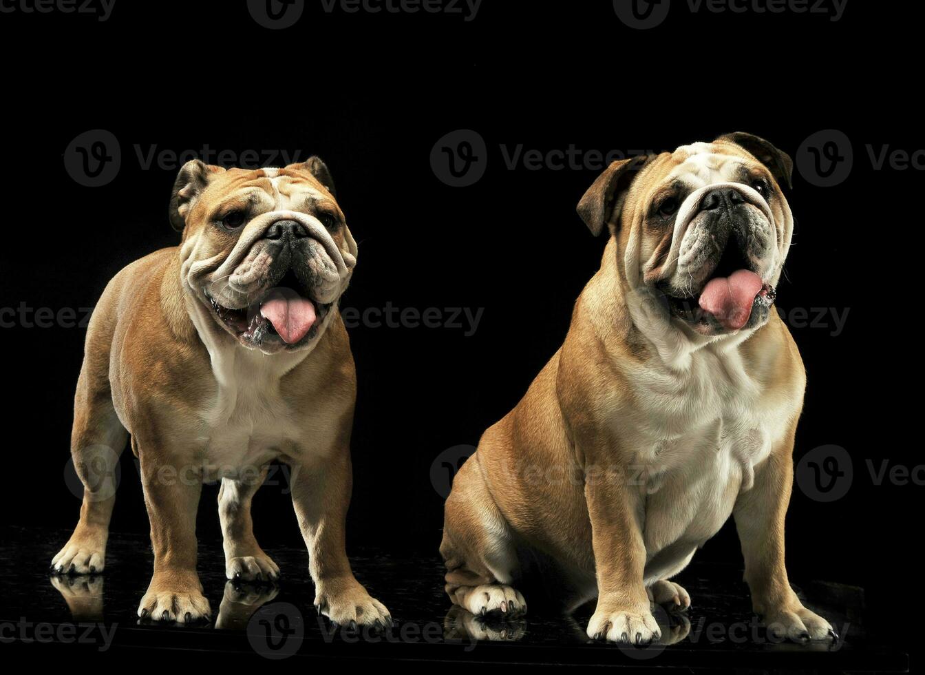Bulldogs are relaxing in a black photo studio