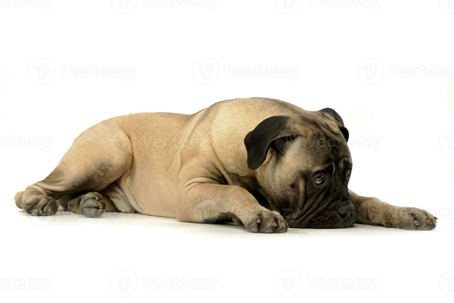 Studio shot of an adorable Bull mastiff photo