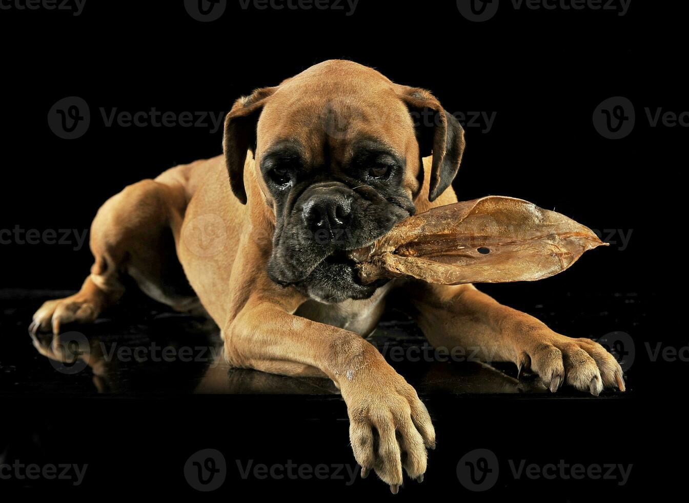 puppy boxer lying in a black studio with pig ear photo