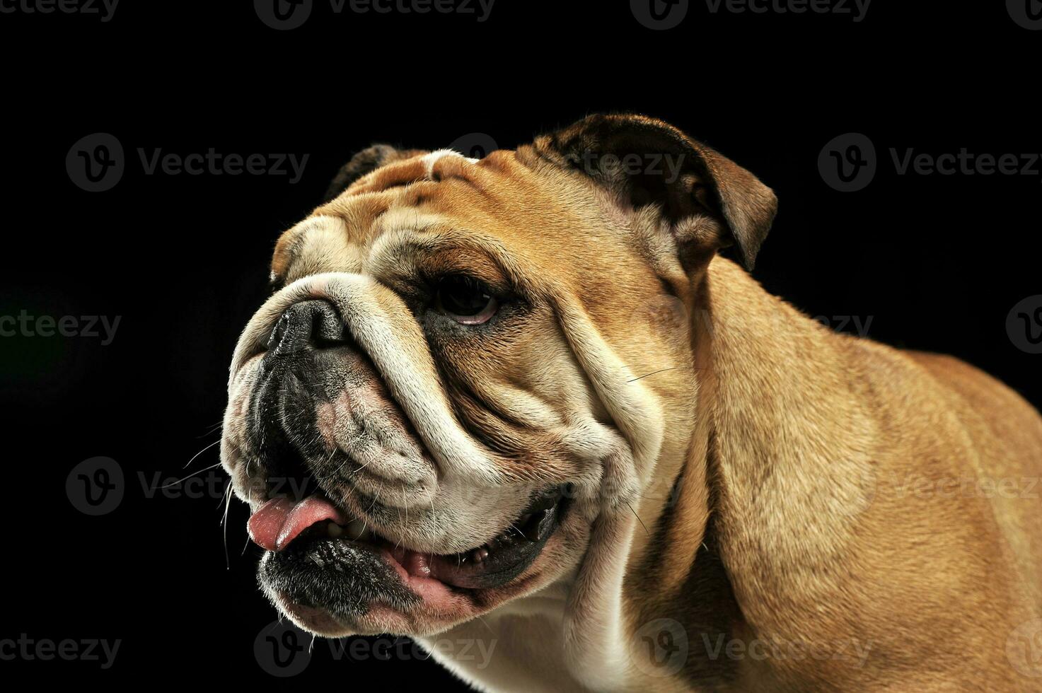 Bulldog portait in a black photo studio