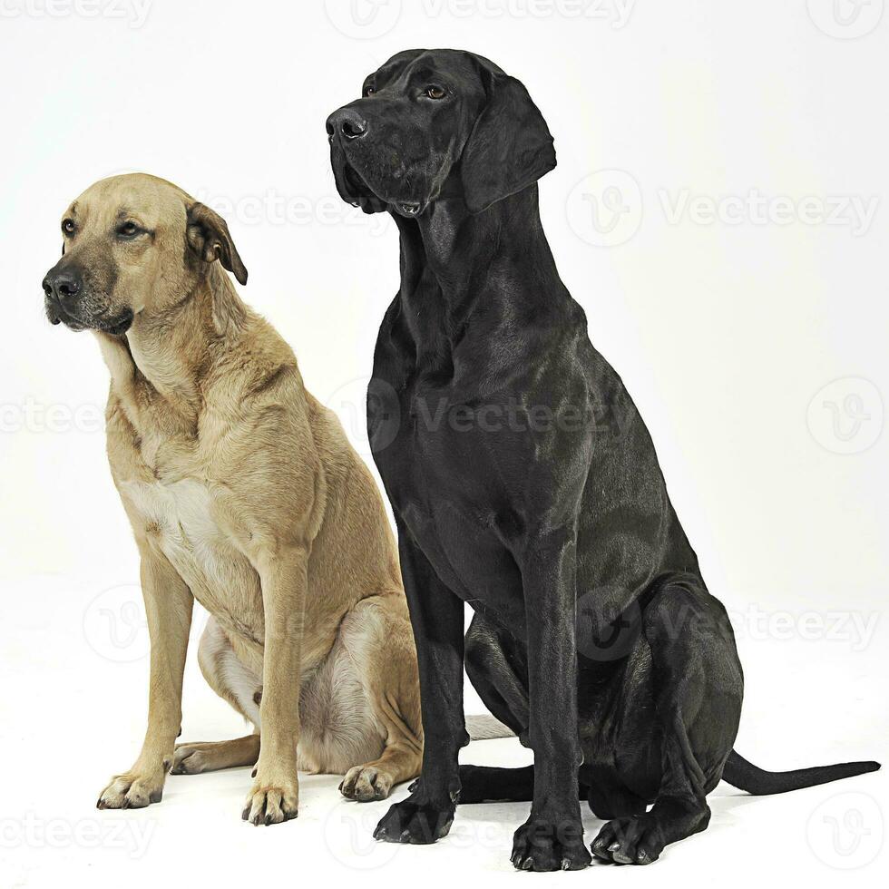 two mixed breed  brown dog sitting in a white backgound studio photo
