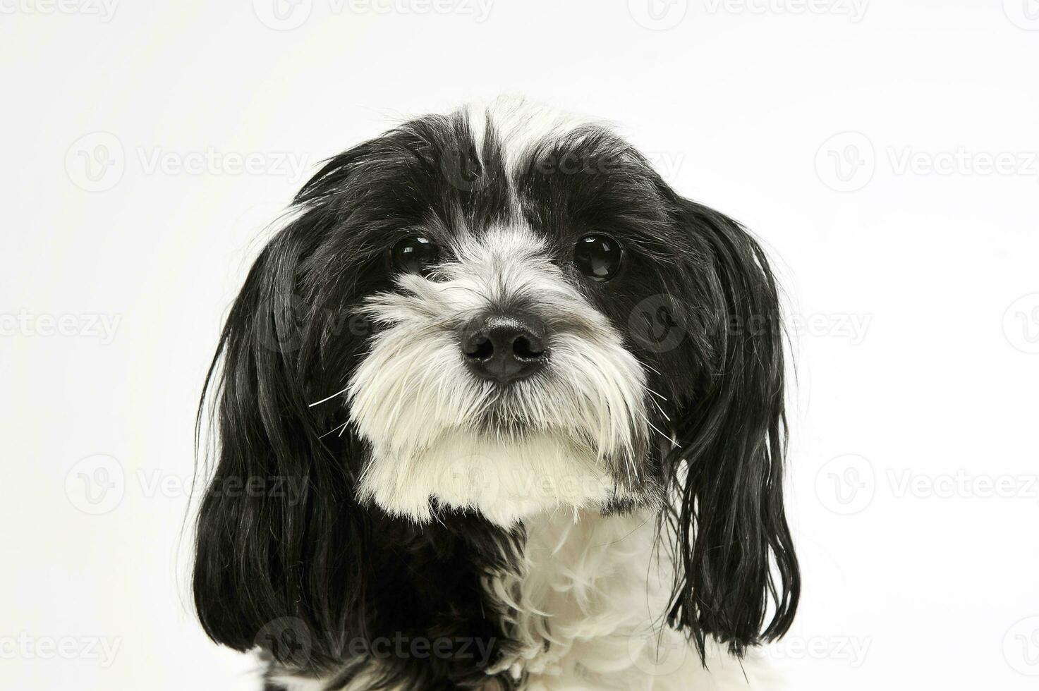 Portrait of an adorable havanese photo