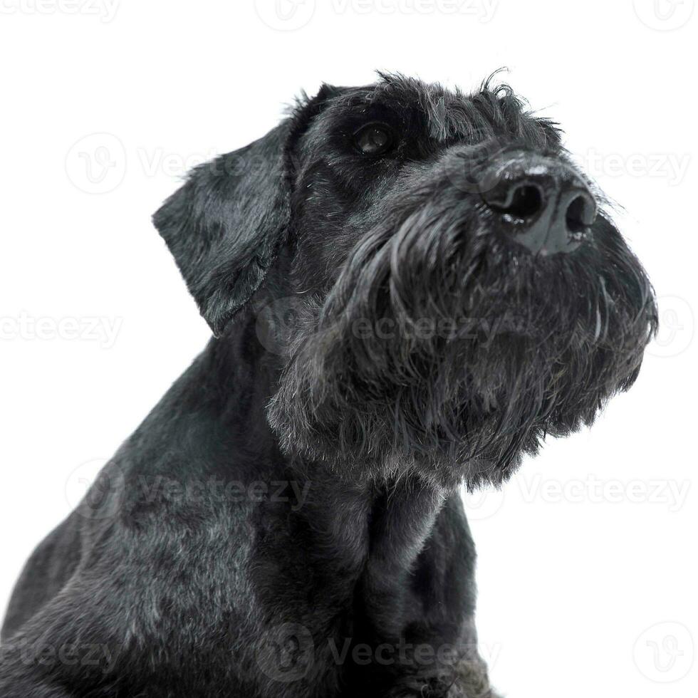Black schnauzer portait in a white studio photo
