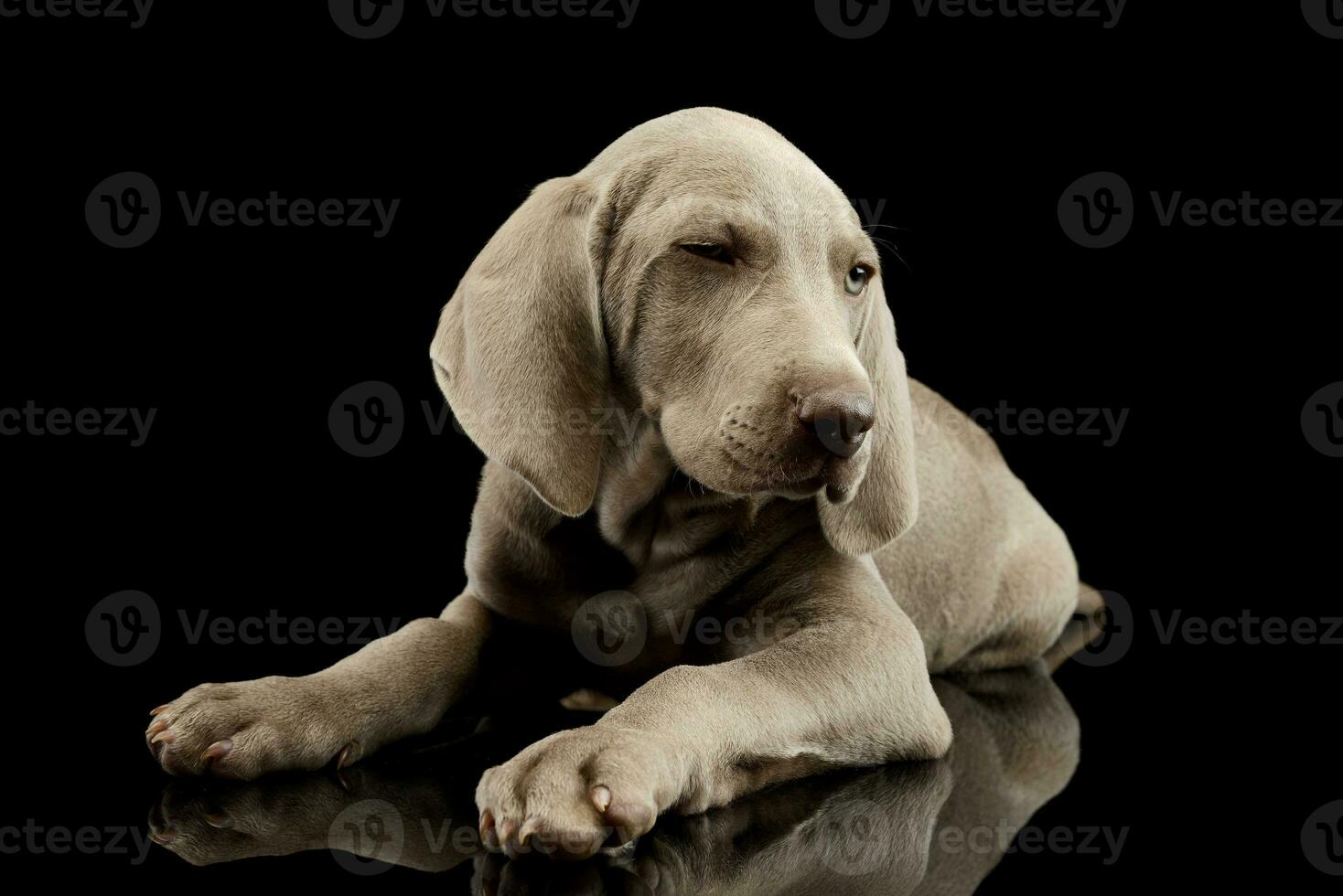 Studio shot of a beautiful Weimaraner puppy photo