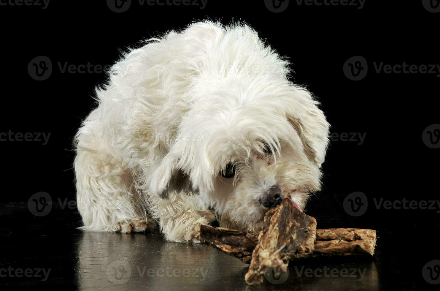 mezclado raza blanco despeinado perro comiendo en un negro antecedentes foto