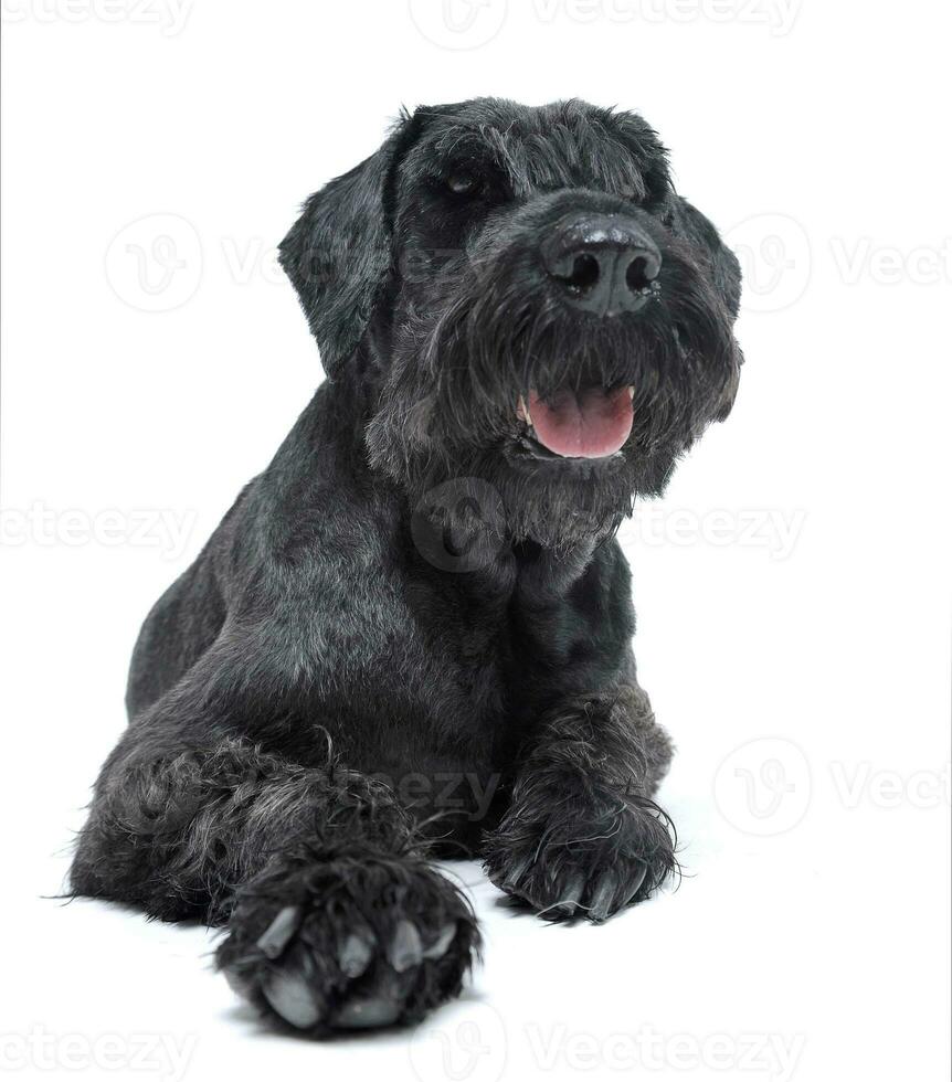 Black schnauzer relaxing in a white studio photo