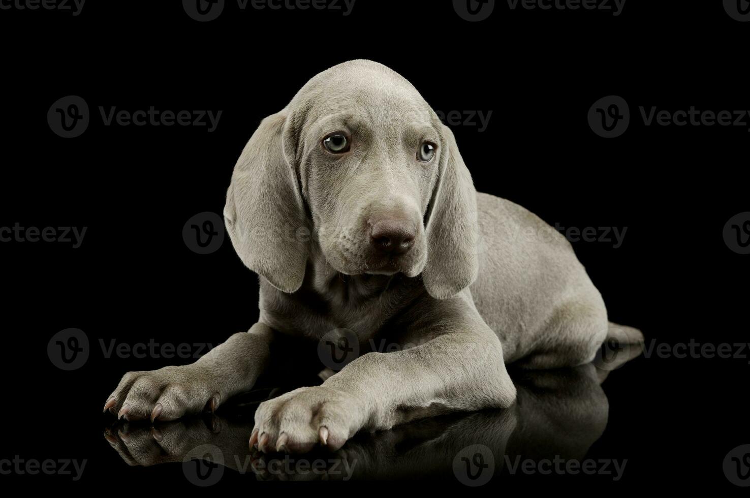 Studio shot of a beautiful Weimaraner puppy photo