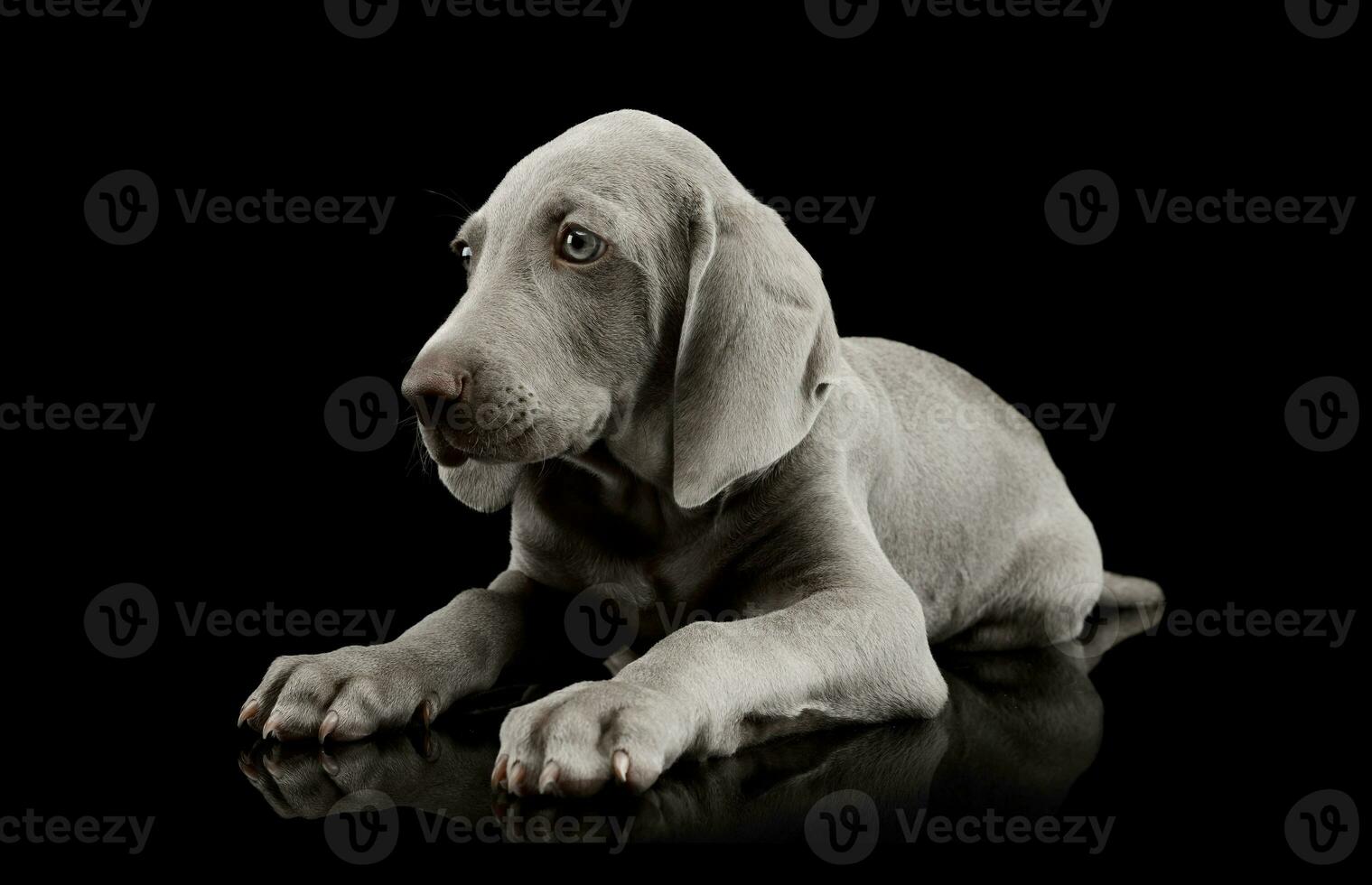 Studio shot of a beautiful Weimaraner puppy photo