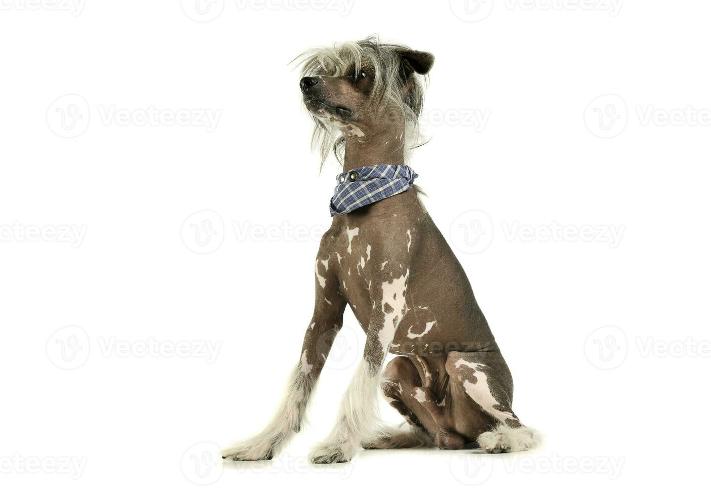 Studio shot of an adorable Chinese crested dog looking curiously photo