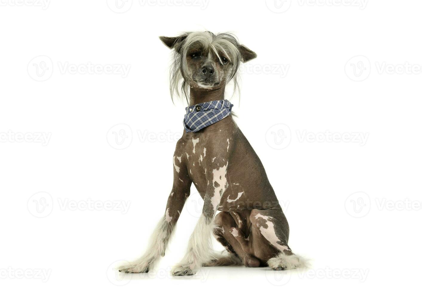 Studio shot of an adorable Chinese crested dog looking curiously at the camera photo