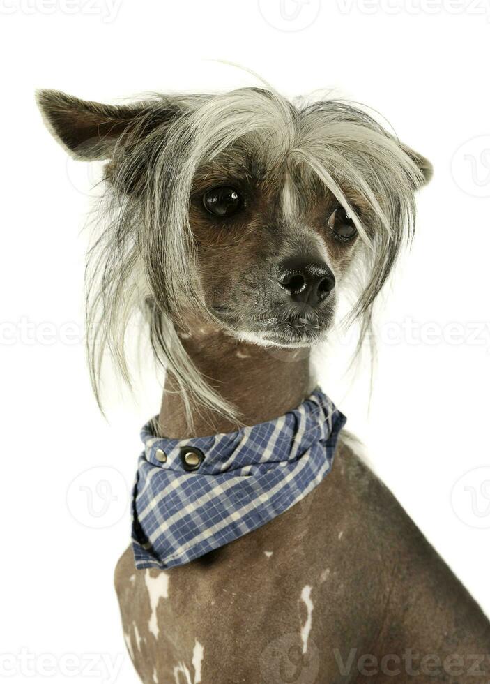 Portrait of an adorable Chinese crested dog looking curiously photo