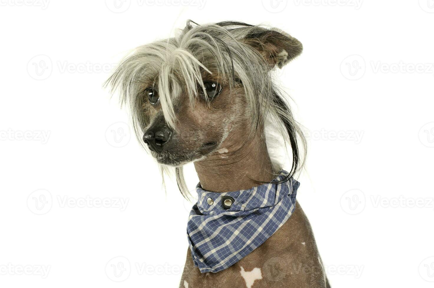 Portrait of an adorable Chinese crested dog looking curiously photo