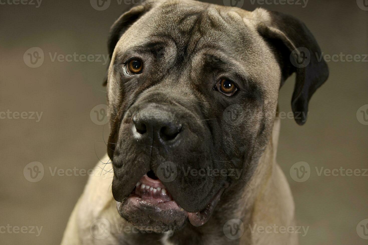 Portrait of an adorable Bull mastiff photo