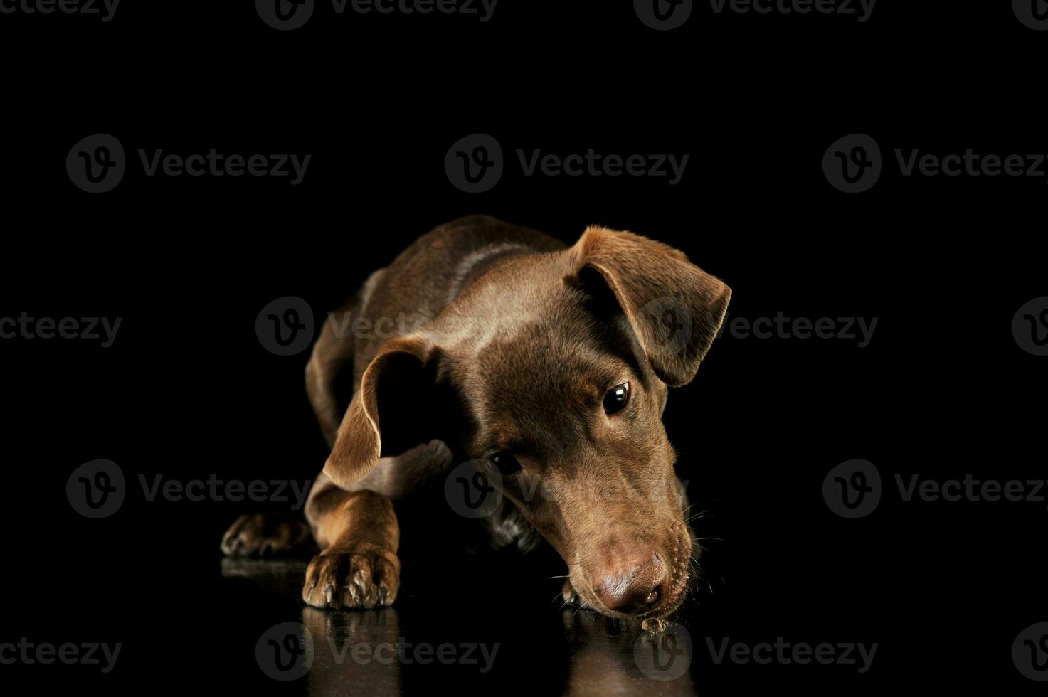 Studio shot of an adorable mixed breed puppy photo