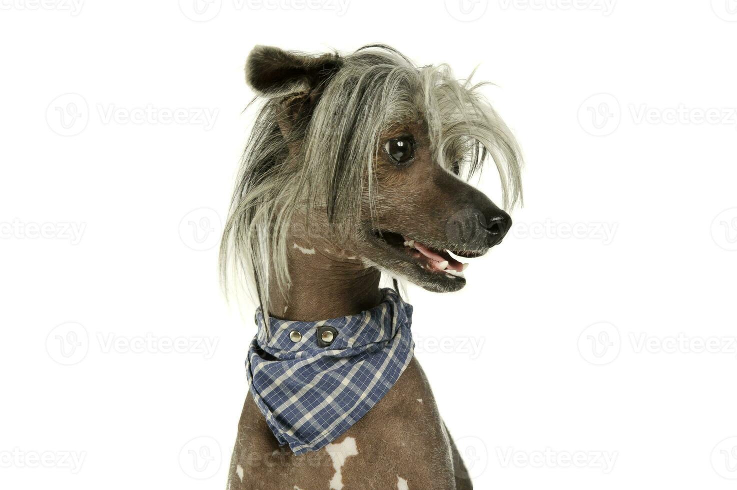 retrato de un adorable chino crestado perro mirando curiosamente foto