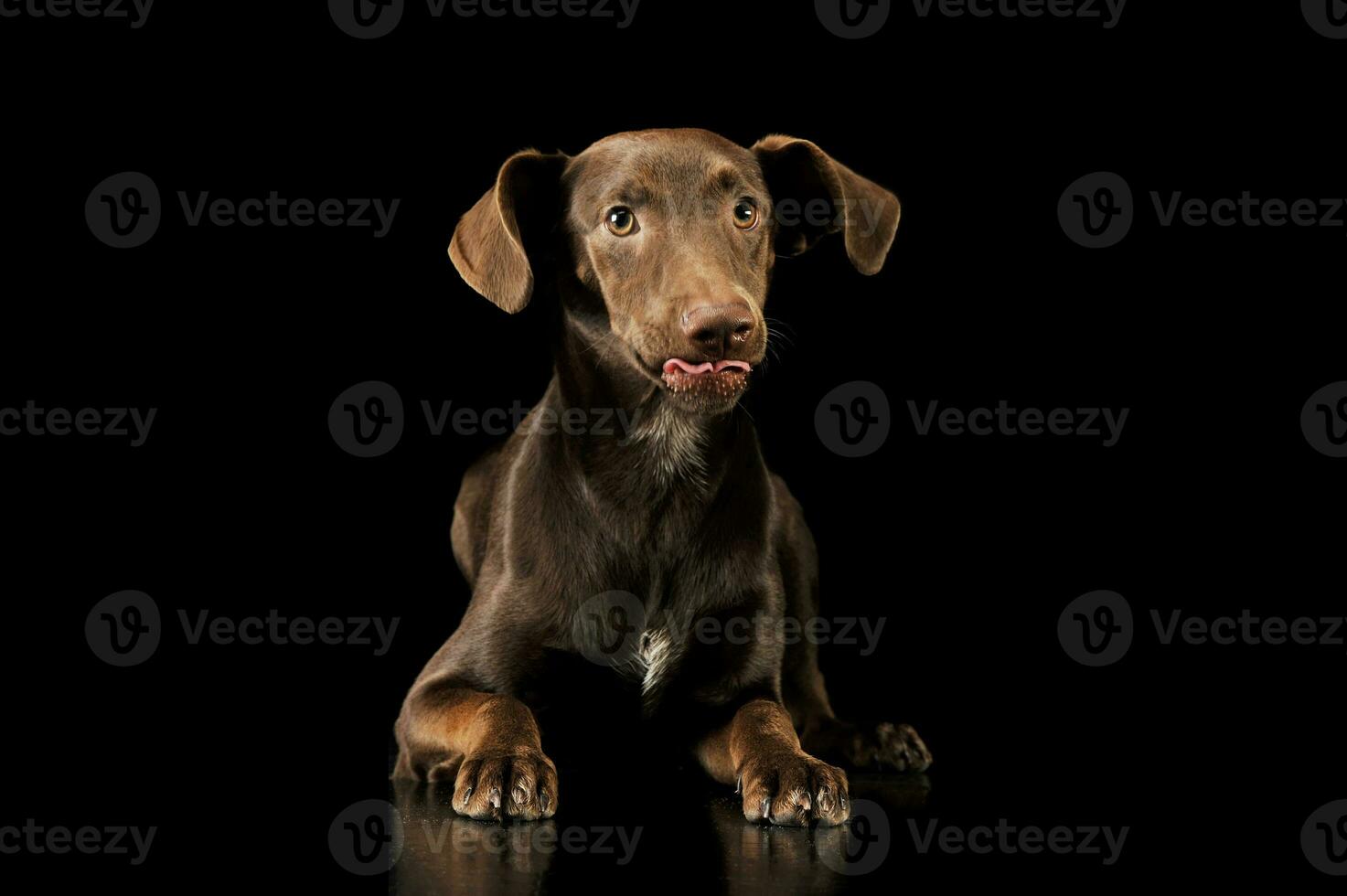 Studio shot of an adorable mixed breed puppy photo