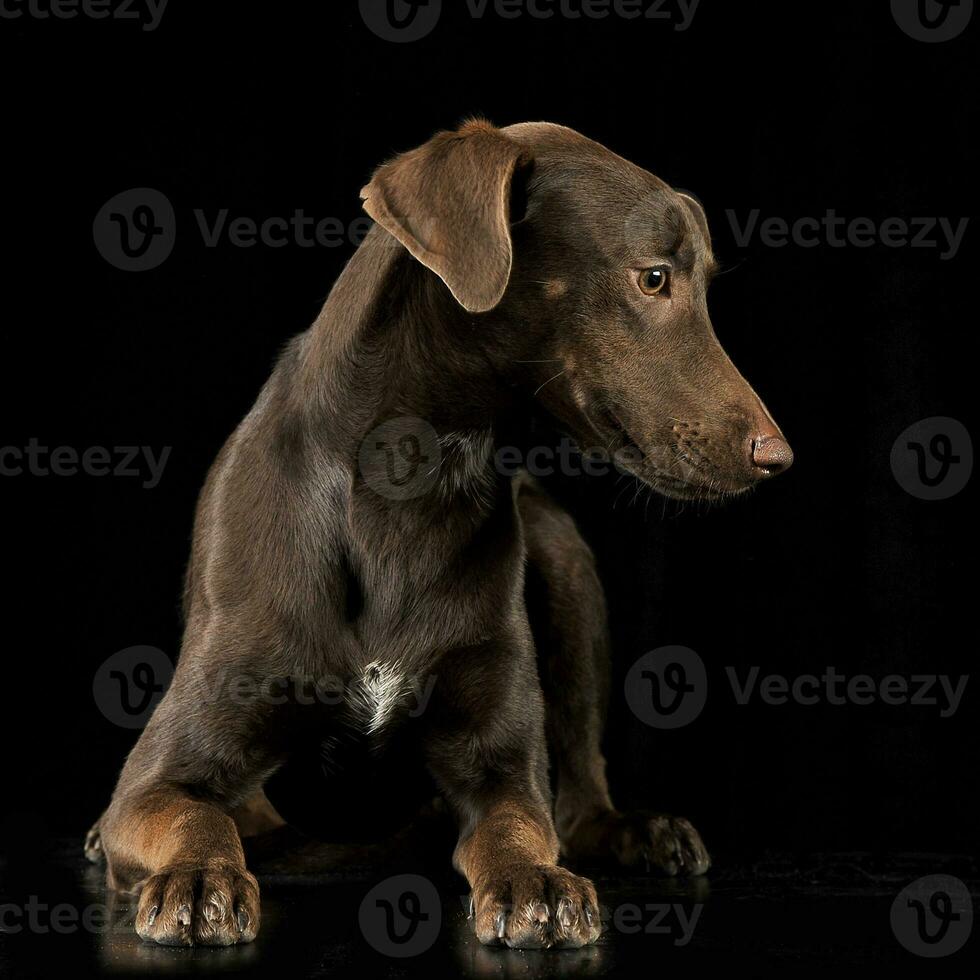 Funny ears mixed breed brown dog lying in black studio background photo