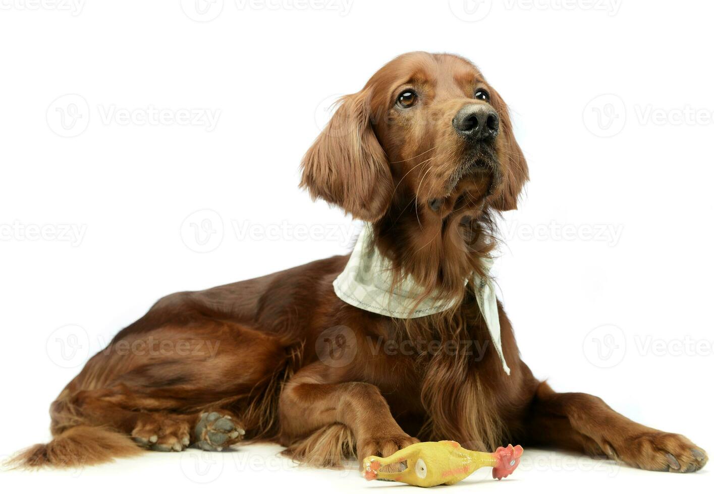 muy linda chino crestado perro retrato en blanco antecedentes foto