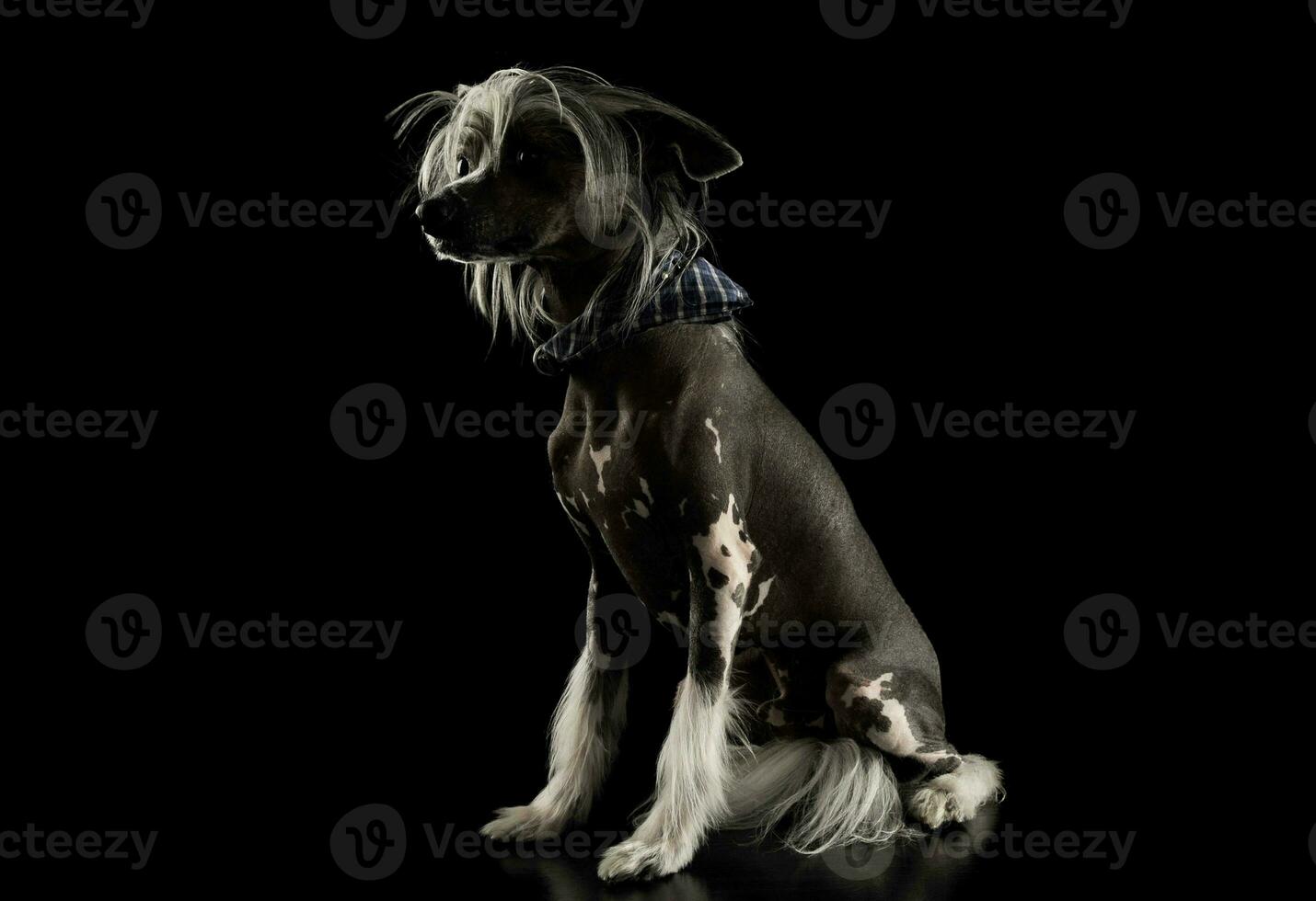 Studio shot of an adorable Chinese crested dog looking curiously photo