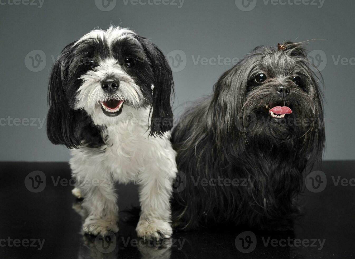 shi tzu and a havanese are sitting in gray studio and looks at you photo