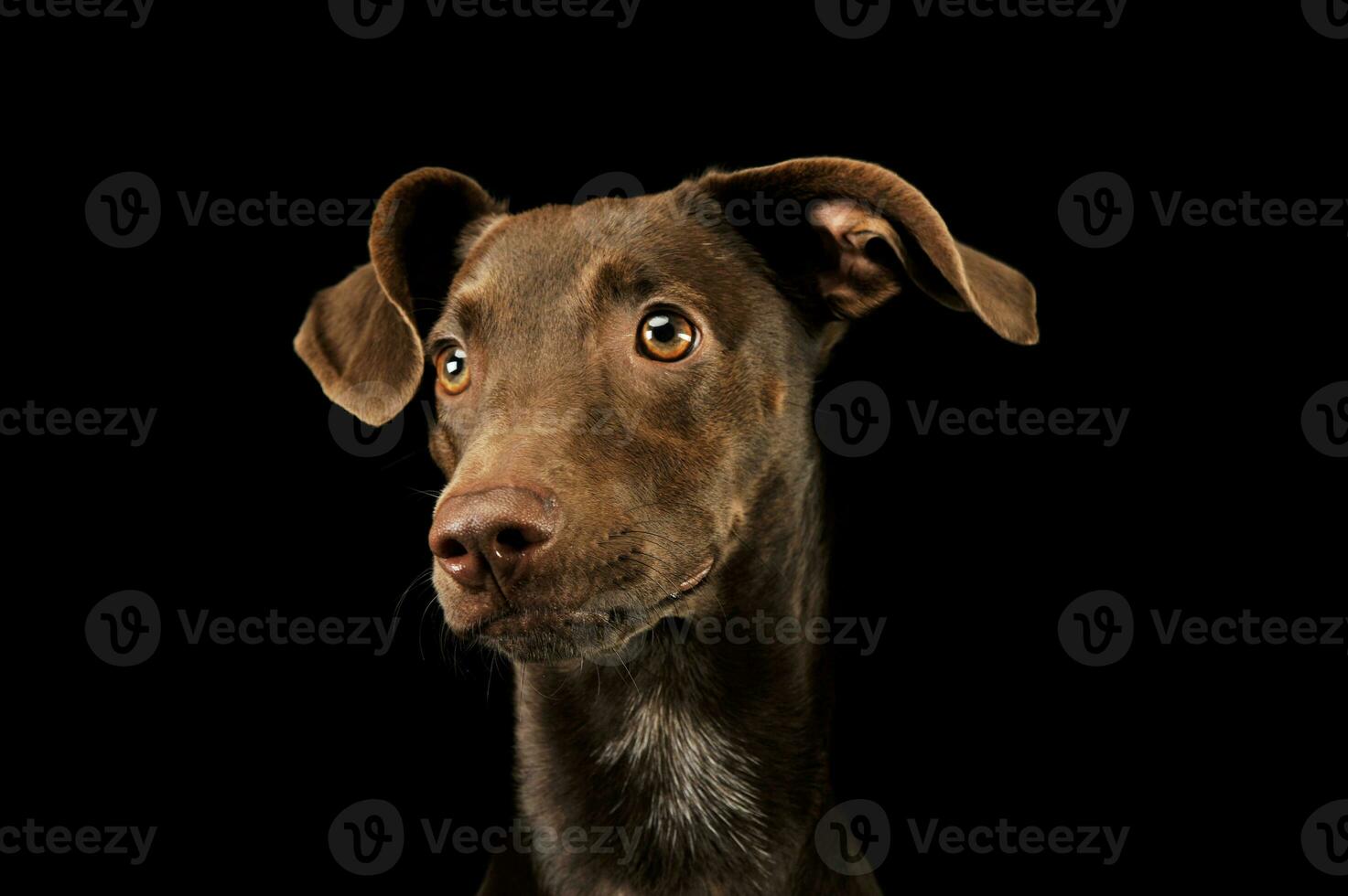 Portrait of an adorbale mixed breed puppy photo