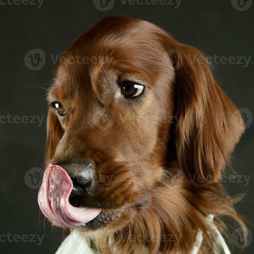 english setter portrait in a photo studio