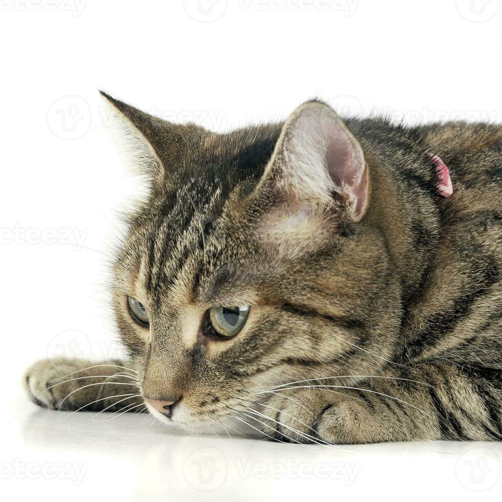 Portrait of an adorable tabby cat photo