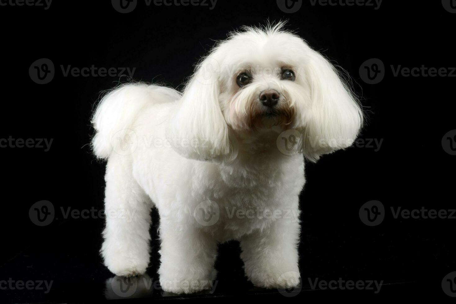 Studio shot of a cute Bolognese dog photo
