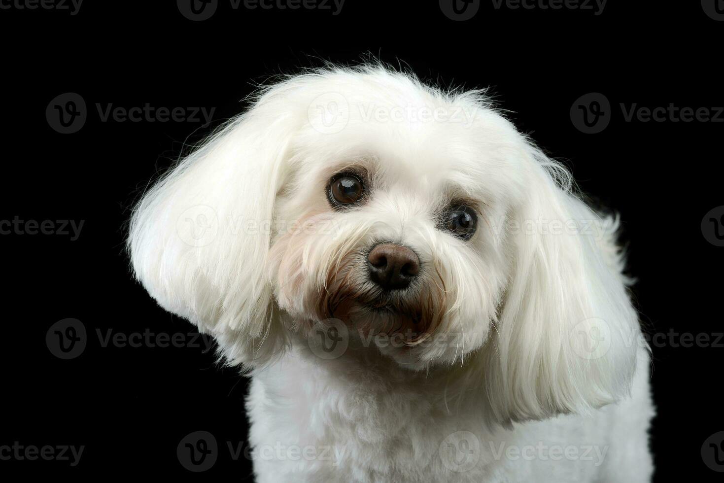 Portrait of a cute Bolognese dog photo