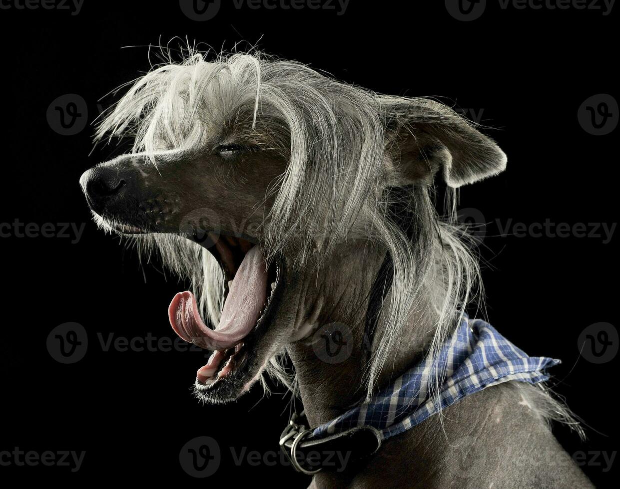 muy linda chino crestado perro bostezando en negro antecedentes foto