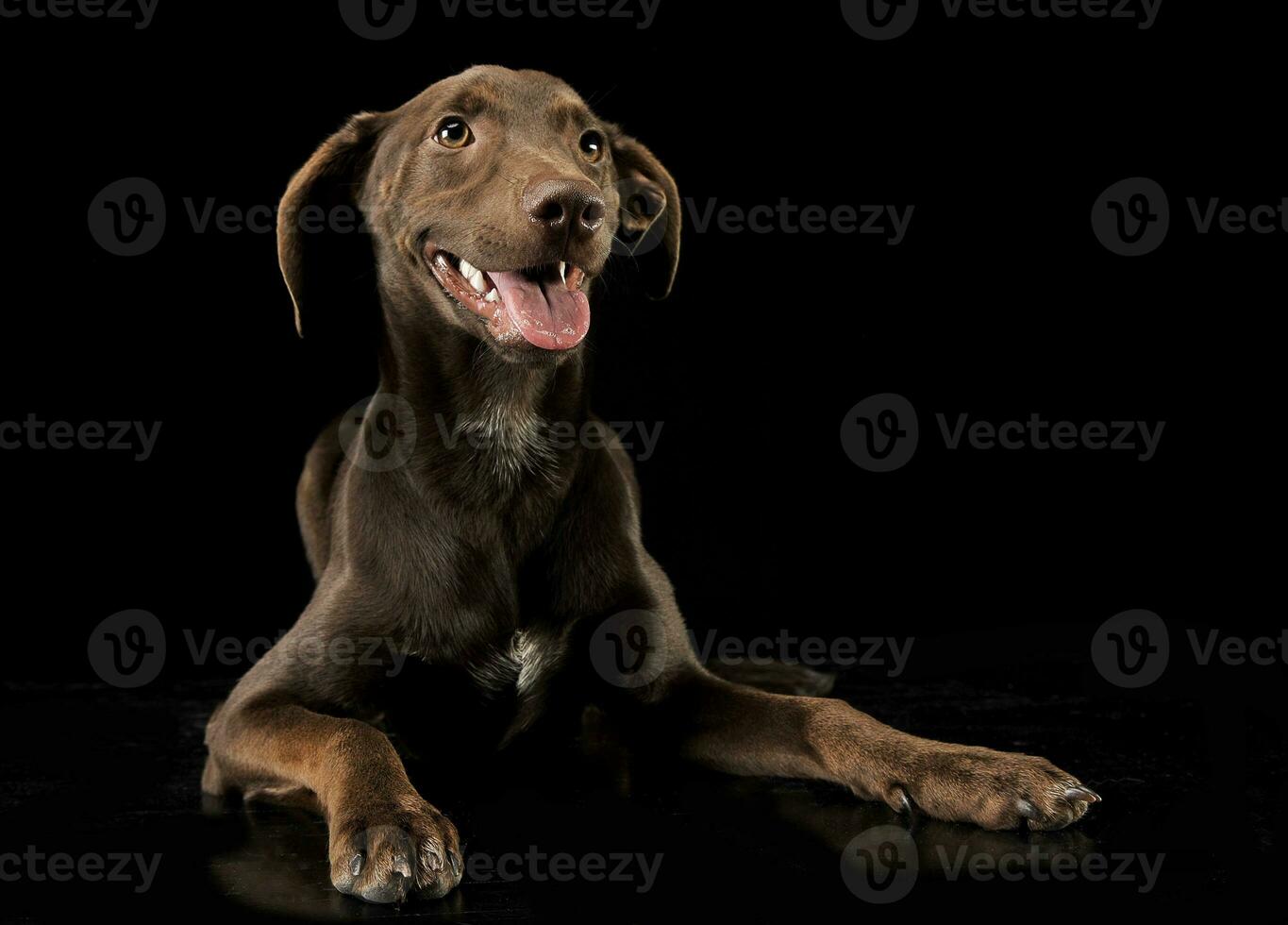 Funny ears mixed breed brown dog relaxing in black studio background photo