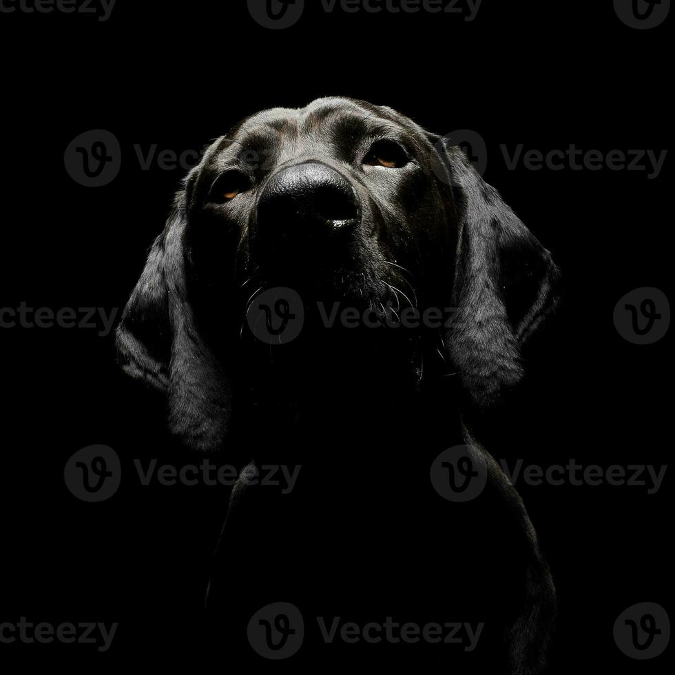 Portrait of an adorable mixed breed dog looking seriously at the camera photo