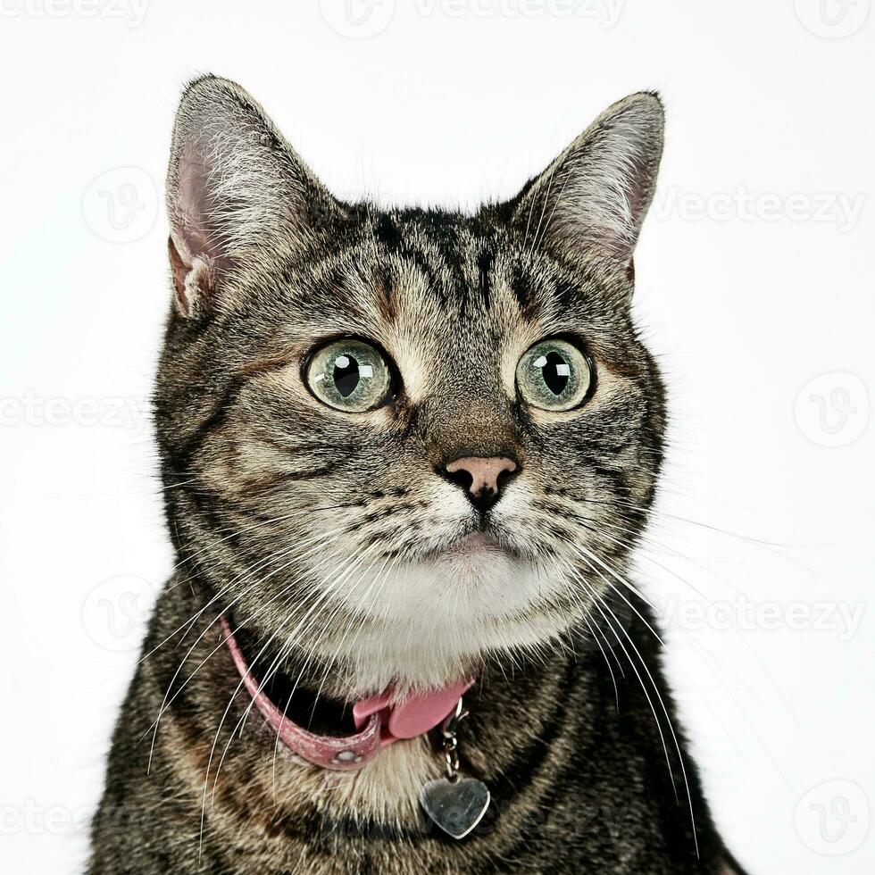 sweet cat portrait in a photo studio