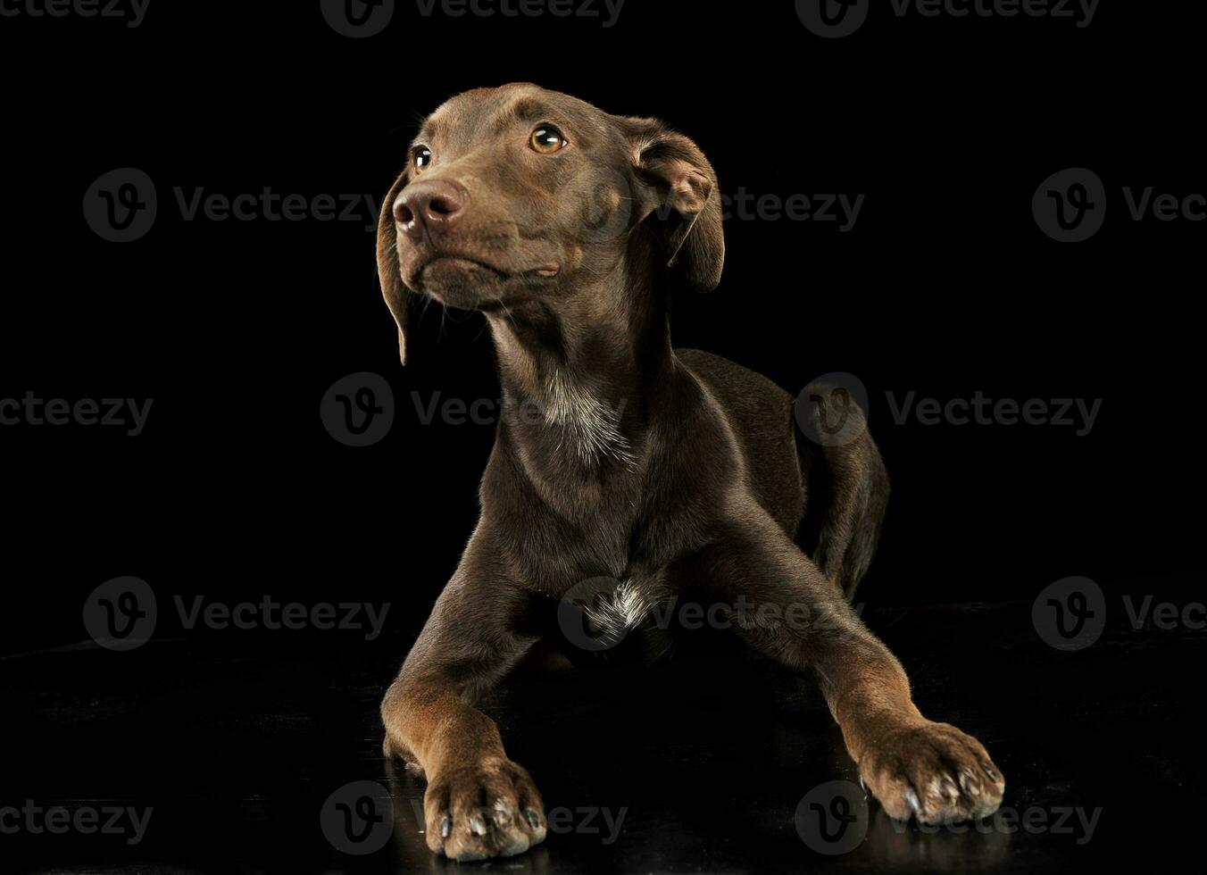 Funny ears mixed breed brown dog in black studio background photo