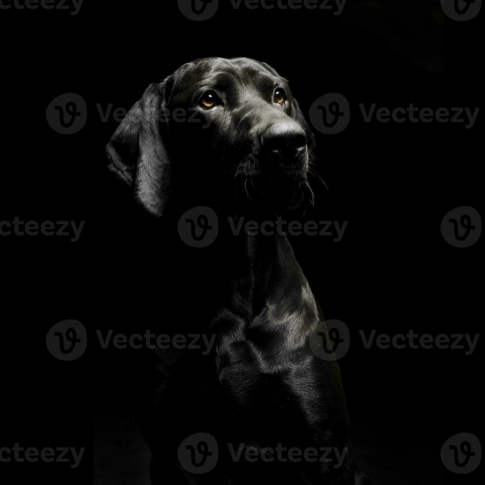 Portrait of an adorable mixed breed dog looking curiously photo