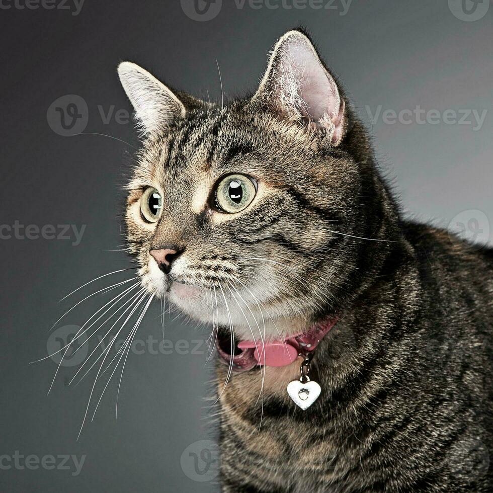 sweet cat portrait in a photo studio